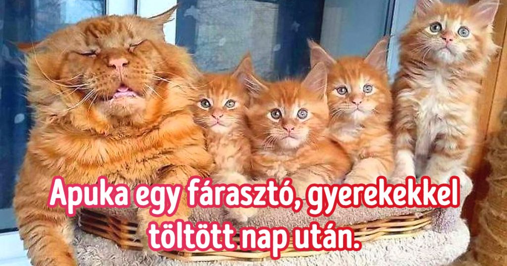 15 házi kedvenc, aki jó eséllyel az előző életében ember volt