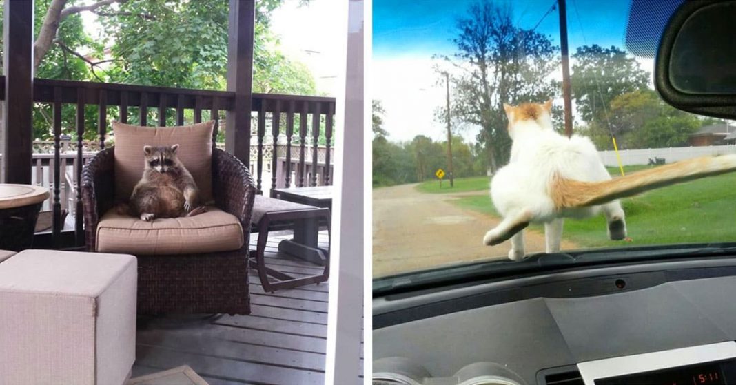 17 pofátlan állatka, aki semmire és senkire nincs tekintettel 17 pofátlan állatka, aki semmire és senkire nincs tekintettel