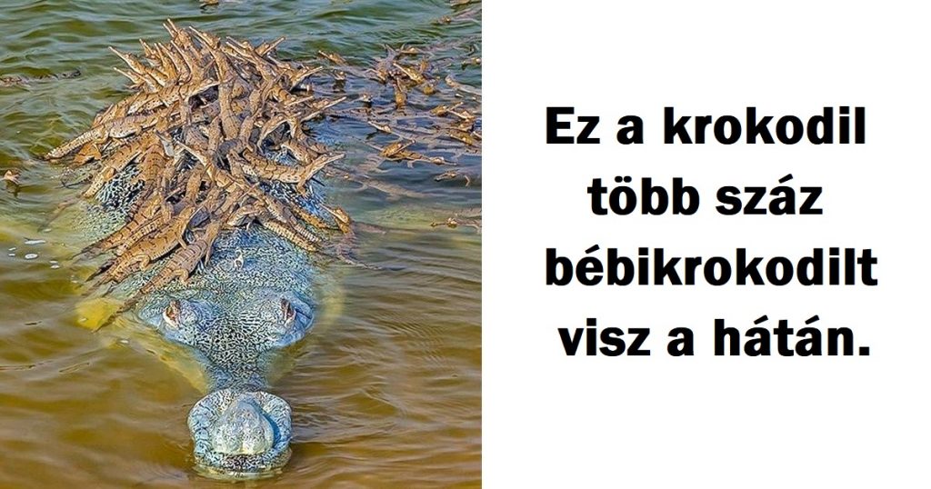 20 fotó, amely kihívás elé állítja azokat, akik azt állítják már mindent láttak