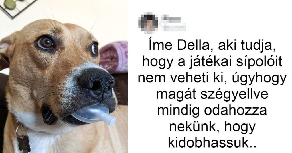 14 kiskedvenc, aki tagadhatatlanul a jófiúk csoportjához tartozik