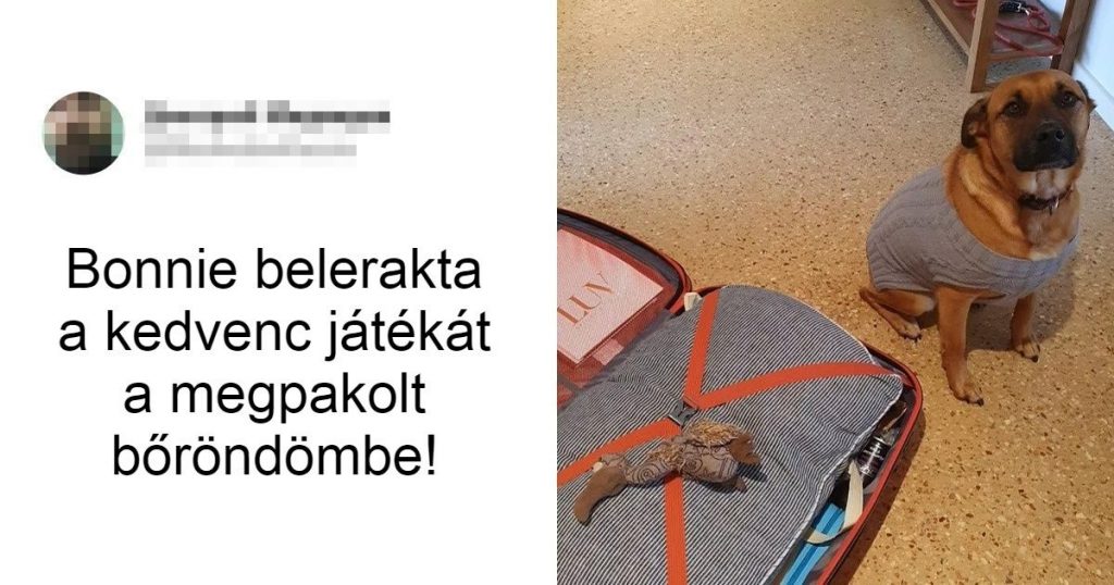 17 fotó, ami bizonyítja, hogy a kutyáktól rengeteget tanulhatunk az őszinte és tiszta szeretetről
