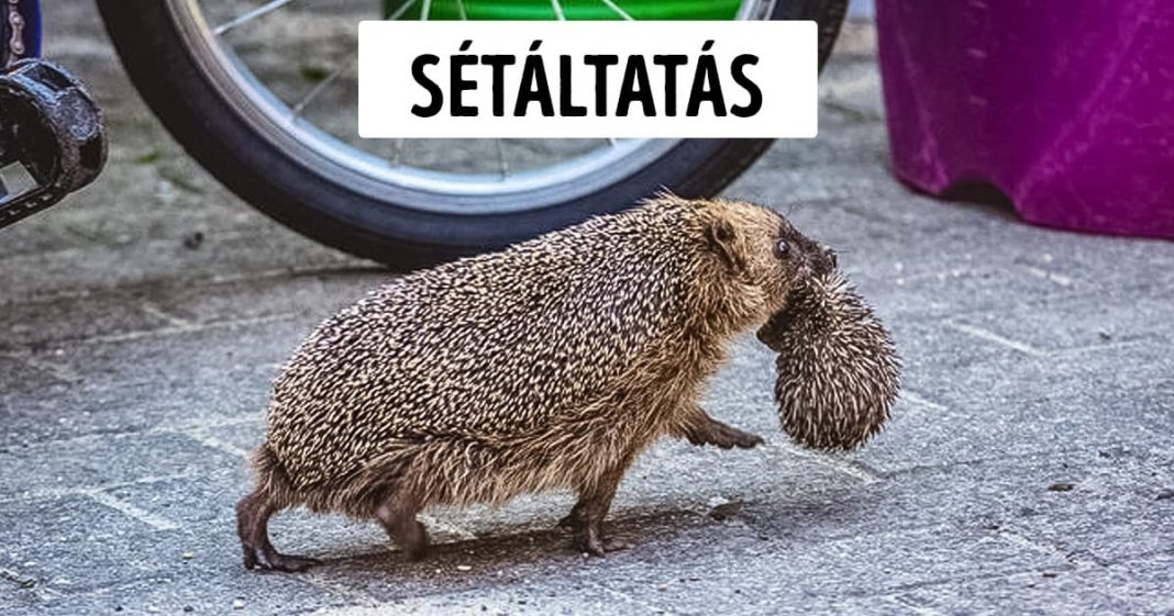 15 érdekesség állatokról, melyekről sosem gondoltuk volna, hogy még képesek meglepetést okozni 15 érdekesség állatokról, melyekről sosem gondoltuk volna, hogy még képesek meglepetést okozni