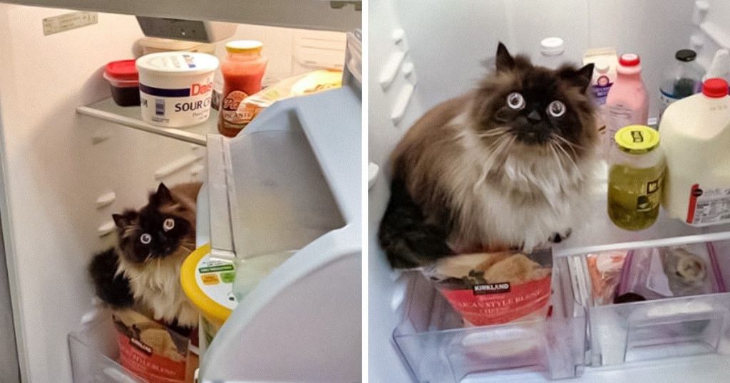 15+ fotó, ami bizonyítja, hogy a macskák mellett csupa móka és kacagás az élet