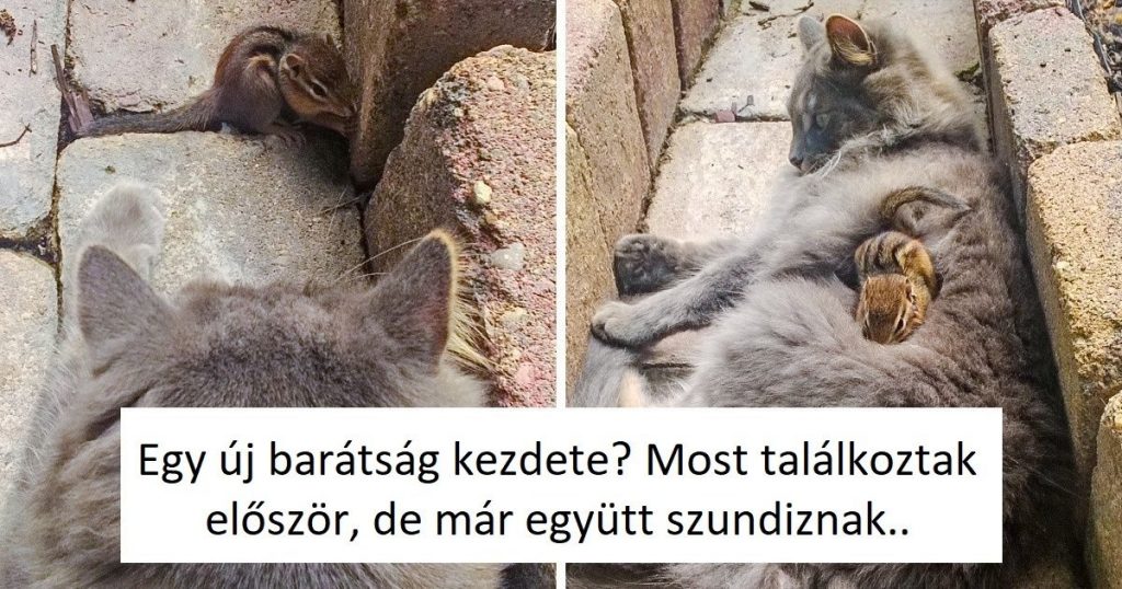 18 fotó, ami bizonyítja, hogy az állatok bárhol és bármikor képesek aludni egyet