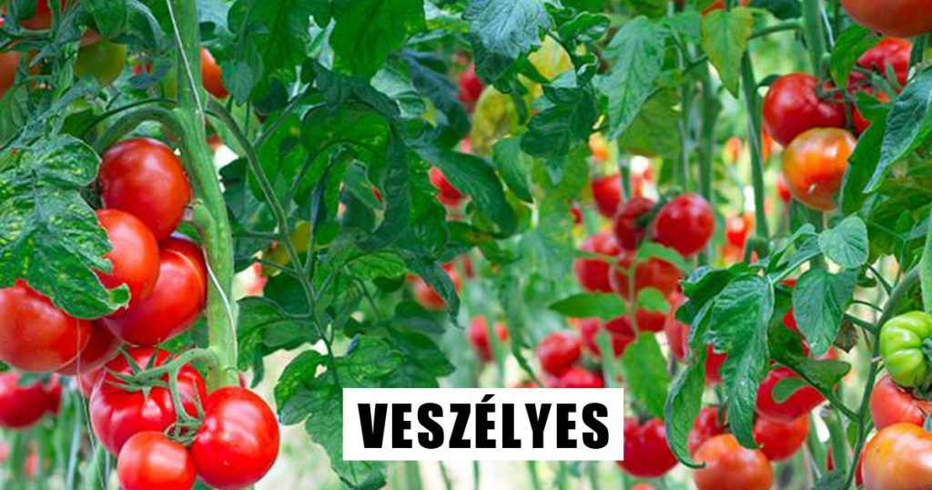 15 mérgező növény, amely a háziállatokra nézve veszélyes