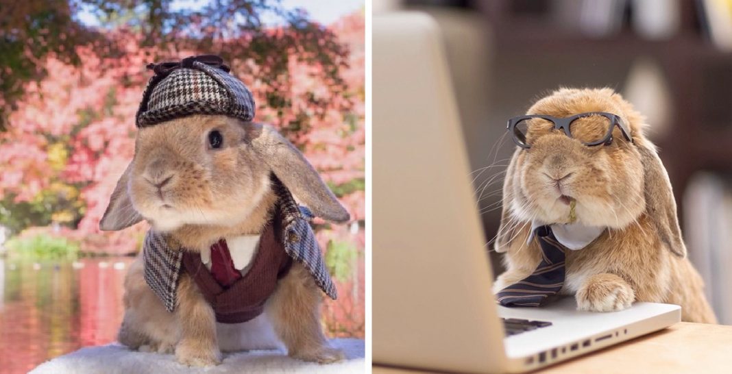 PuiPui, a világ legdivatosabb nyuszija PuiPui, a világ legdivatosabb nyuszija