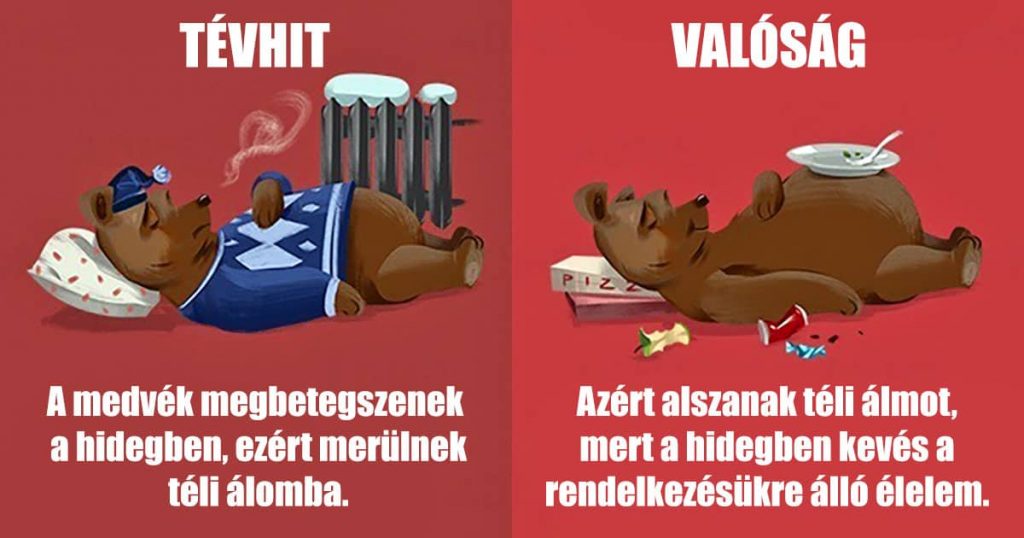 11 óriási tévhit az állatokkal kapcsolatban, amit jó lenne, ha végre elfelejtenénk