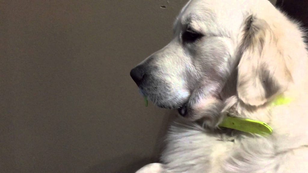 Hiába mesélte el mindenkinek, mit tesz a kutyája, senki sem hitt neki, amíg meg nem látták a videót!