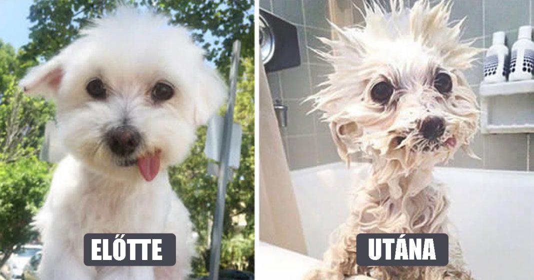 19 kutya, fürdés előtt és után… a #6.-ik után már fogtam a hasam! 19 kutya, fürdés előtt és után… a #6.-ik után már fogtam a hasam!