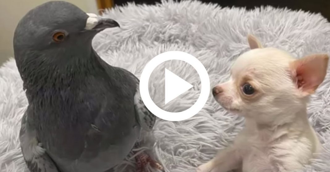 Meglepő barátság egy apró beteg kutyus és egy sérült galamb között, elválaszthatatlanok lettek Meglepő barátság egy apró beteg kutyus és egy sérült galamb között, elválaszthatatlanok lettek