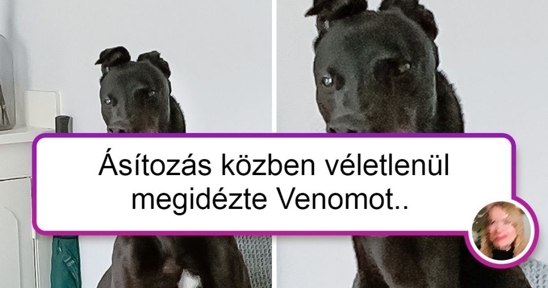 14 csintalan kiskedvenc, aki akarva-akaratlanul a frászt hozta gazdájára 14 csintalan kiskedvenc, aki akarva-akaratlanul a frászt hozta gazdájára