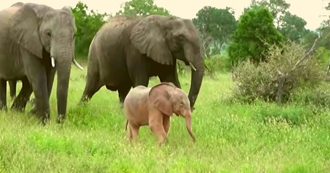 Az internet új kedvence a dél-afrikai rózsaszín elefánt Az internet új kedvence a dél-afrikai rózsaszín elefánt