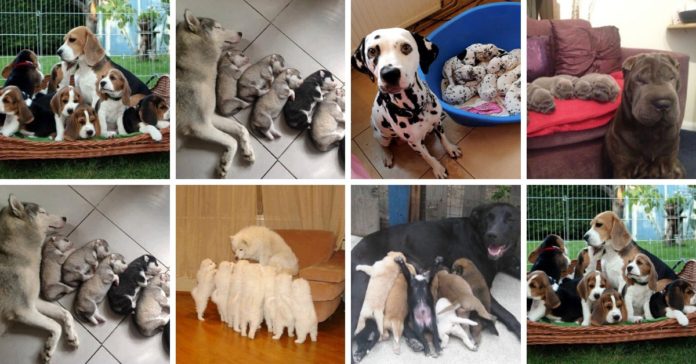 Büszke kutyaszülők pózolnak kölykeikkel Büszke kutyaszülők pózolnak kölykeikkel