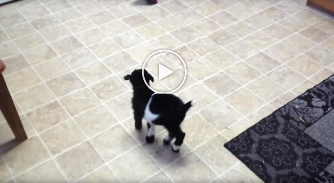 Eddig azt gondoltam, hogy csak a kutyákkal lehet játszani, de úgy tűnik tévedtem! Eddig azt gondoltam, hogy csak a kutyákkal lehet játszani, de úgy tűnik tévedtem!