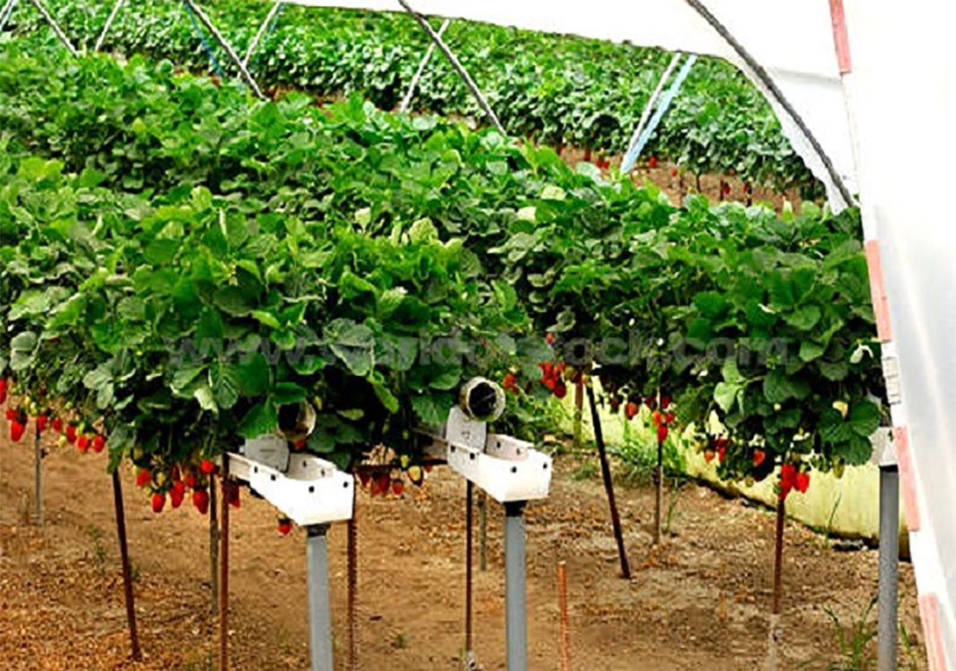 Álomszép ötletek kertészkedéshez, megérdemlik a figyelmet ezek a szépségek! Álomszép ötletek kertészkedéshez, megérdemlik a figyelmet ezek a szépségek!