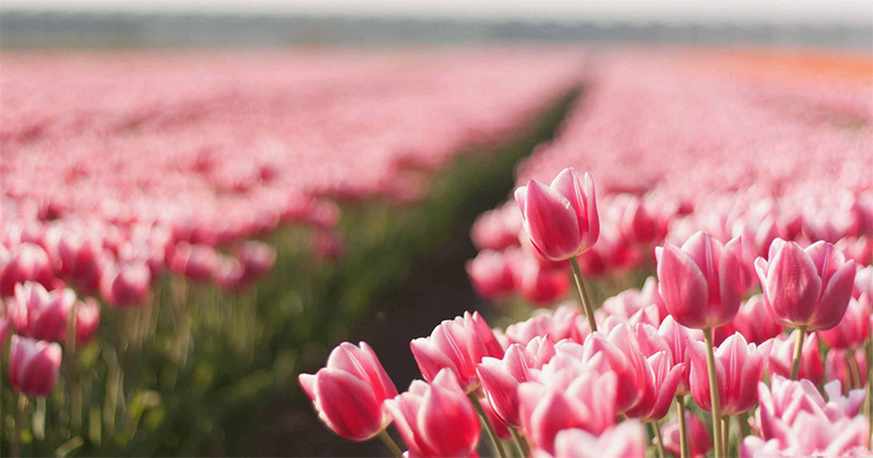 7 lenyűgöző tény a virágokról 7 lenyűgöző tény a virágokról