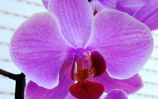 Csodálatos Orchideák – Hogyan gondozzuk őket? Csodálatos Orchideák – Hogyan gondozzuk őket?