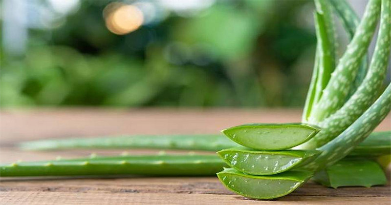 Az Aloe Vera rejtelmei Az Aloe Vera rejtelmei