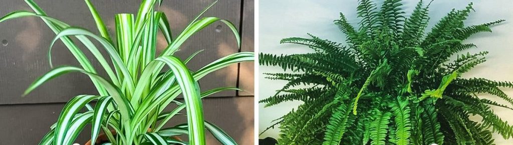 10 növény, ami legyen nálad otthon, ha allergiás vagy