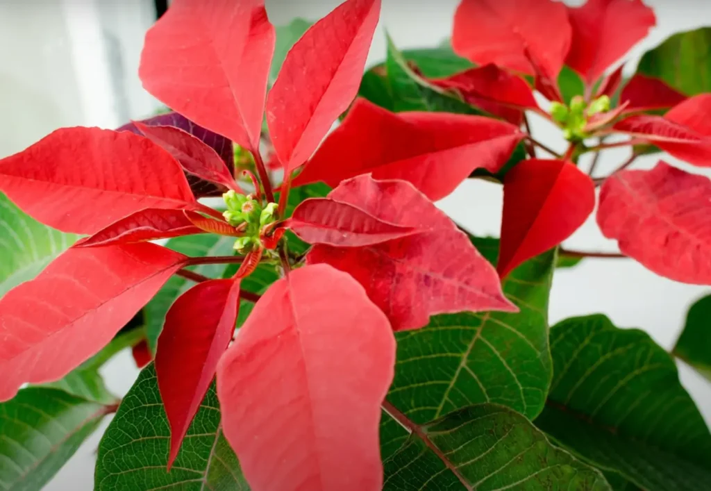 Jobb, ha tisztában vagy vele, ezek a téli növények mérgezőek Jobb, ha tisztában vagy vele, ezek a téli növények mérgezőek