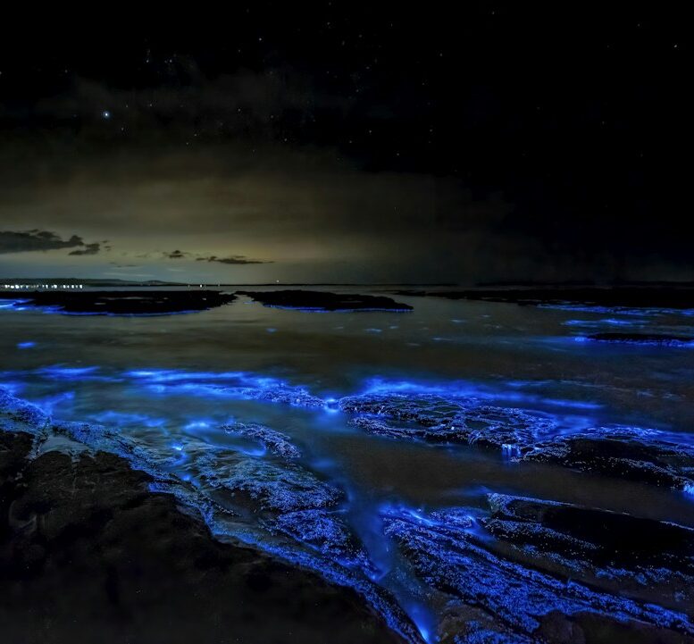 Kék biolumineszcencia a tengerparton